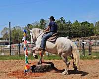 eventing-warmblood-horse
