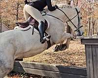 field-hunter-warmblood-horse