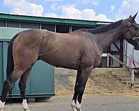 chrome-horse