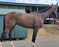 bay-chrome-horse