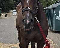 english-pleasure-thoroughbred-horse
