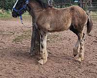 black-asha-colt
