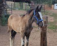 14-hand-shire-colt