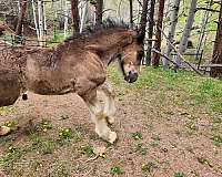 field-trial-shire-horse