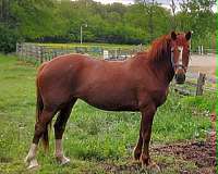 red-roan-two-hind-stockings-horse