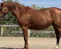 brave-clydesdale-horse