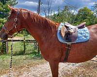 arena-clydesdale-horse