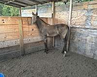 hof-tennessee-walking-horse