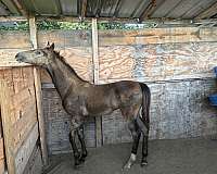 hof-horse