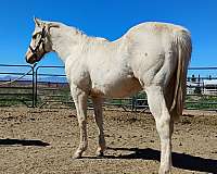 all-around-appendix-horse