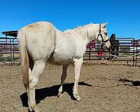 athletic-appendix-horse