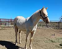 english-riding-filly