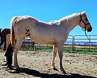 bathes-filly