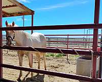 barrel-horse-prospect-filly