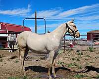 great-trail-filly