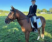 blaze-three-socks-horse
