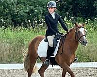 chestnut-blaze-three-socks-horse