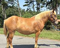 sorrel-haflinger-mare