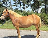 sorrel-mare-for-sale