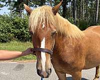 14-hand-haflinger-mare