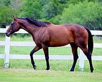 barrel-prospent-thoroughbred-horse