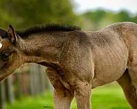 recipient-thoroughbred-horse