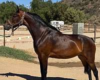 eager-to-please-morgan-horse