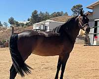 great-personality-morgan-horse
