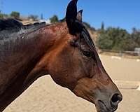 honor-morgan-horse
