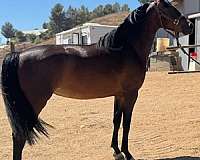 king-morgan-horse