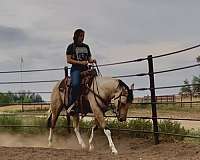 buckskin-overo-reined-cow-horse
