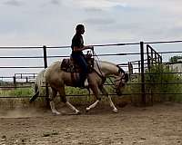 buckskin-overo-reining-horse