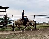 all-around-paint-horse