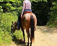 bay-roan-none-horse