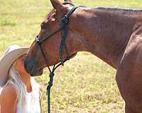 beginner-safe-quarter-horse