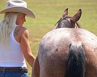 family-horse-quarter