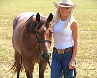 quarter-horse