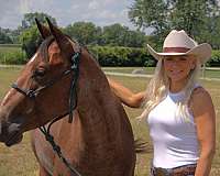 ranch-work-quarter-horse