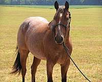 athletic-quarter-horse