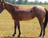 beginner-quarter-horse