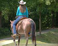 experienced-quarter-horse