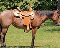 husband-safe-quarter-horse