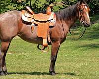 kid-safe-quarter-horse