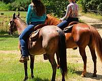 ranch-quarter-horse