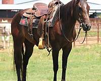 bay-star-horse