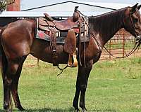 quarter-horse