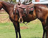 beginner-safe-quarter-horse