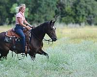 family-horse-quarter