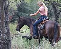 trail-quarter-horse