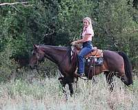 all-around-quarter-horse